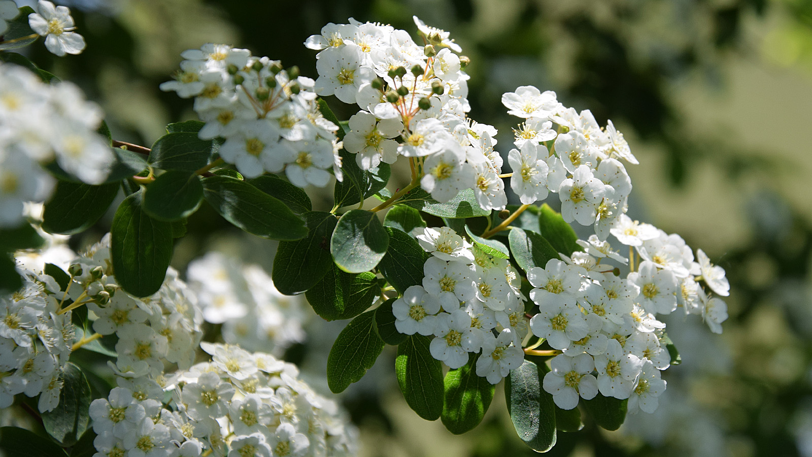 fruehling_weisseblumen
