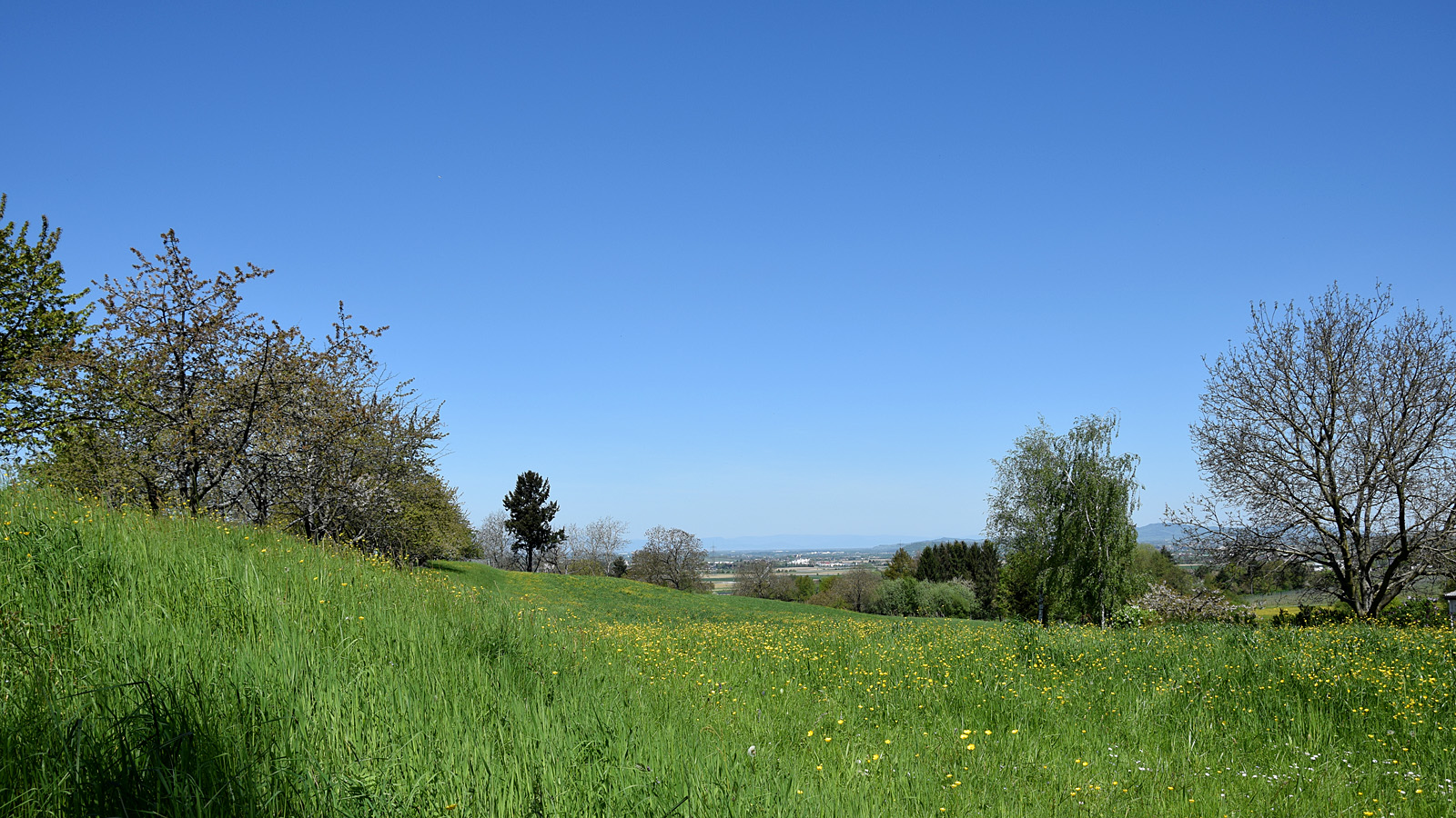 fruehling_wiese2