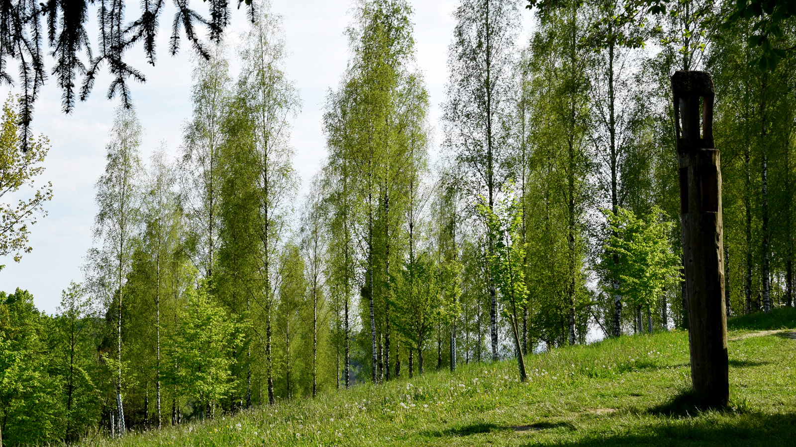 liliental_birken