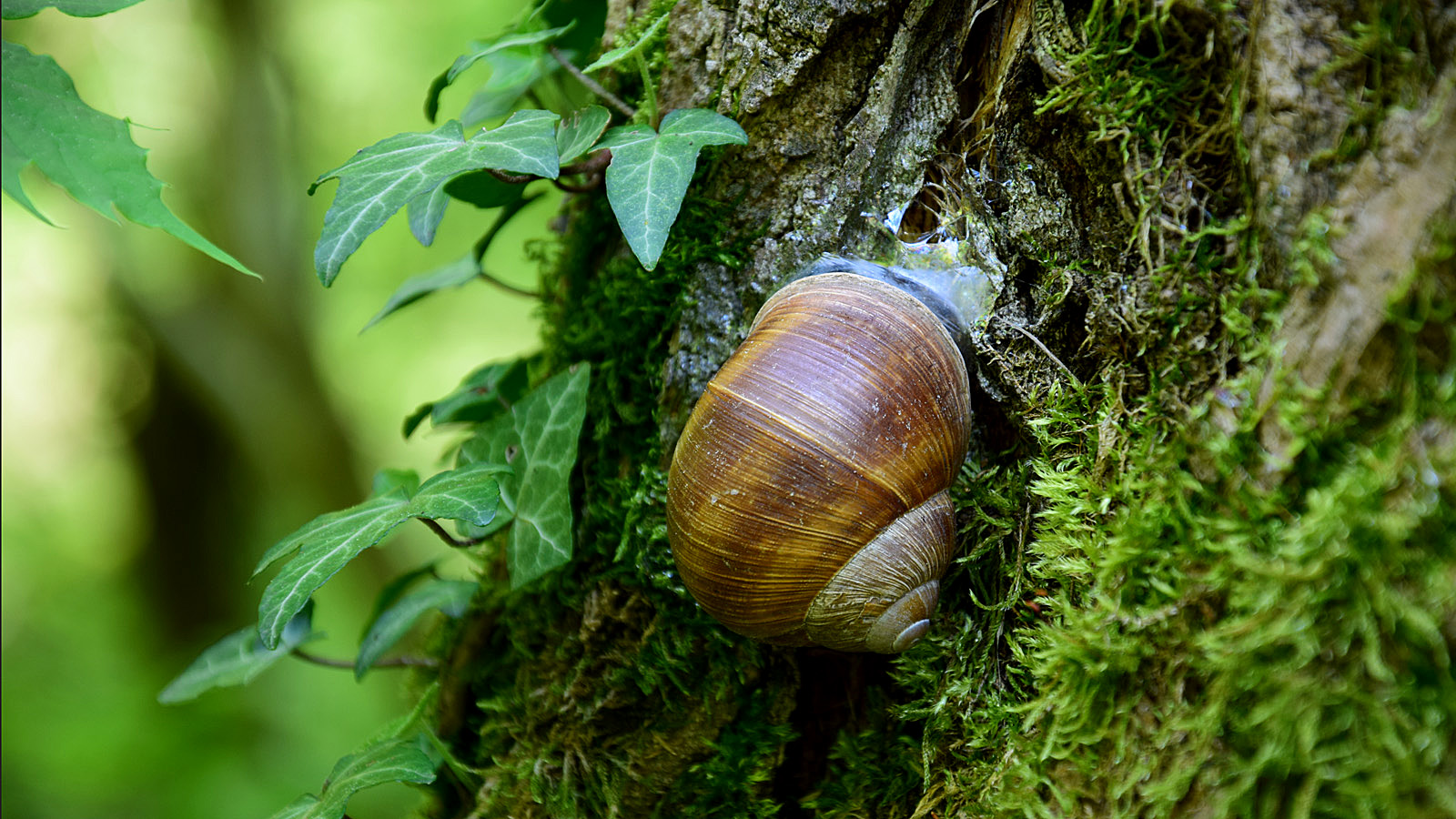 liliental_schnecke