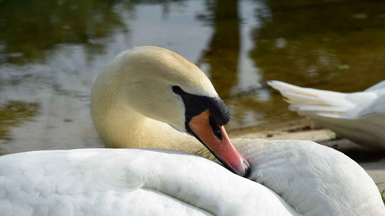 rhein_schwan