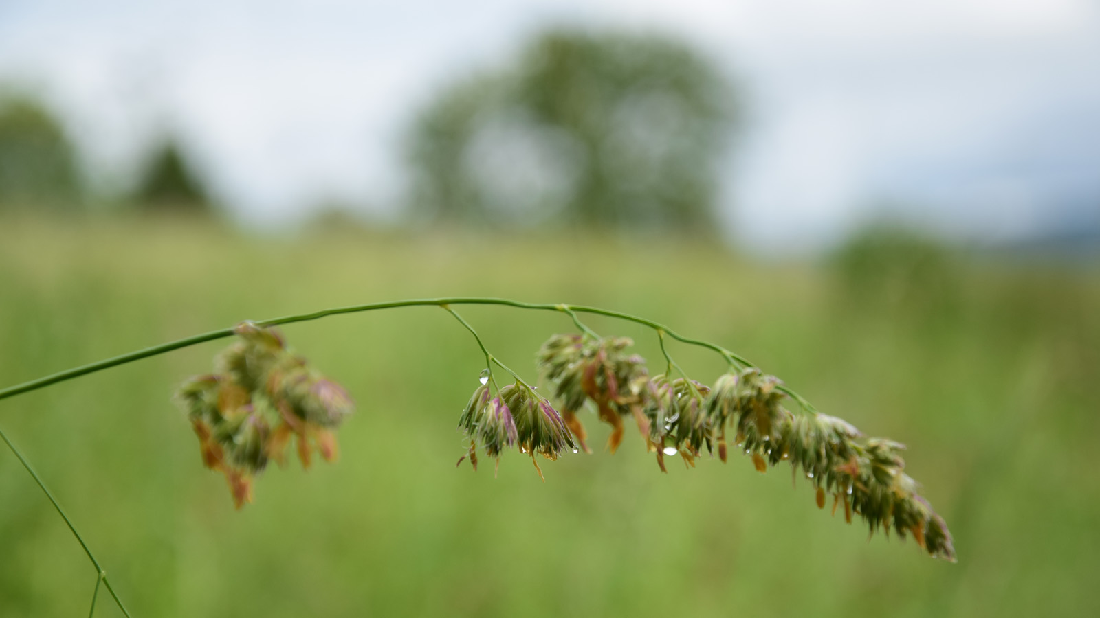 fruehsommer_grashalm