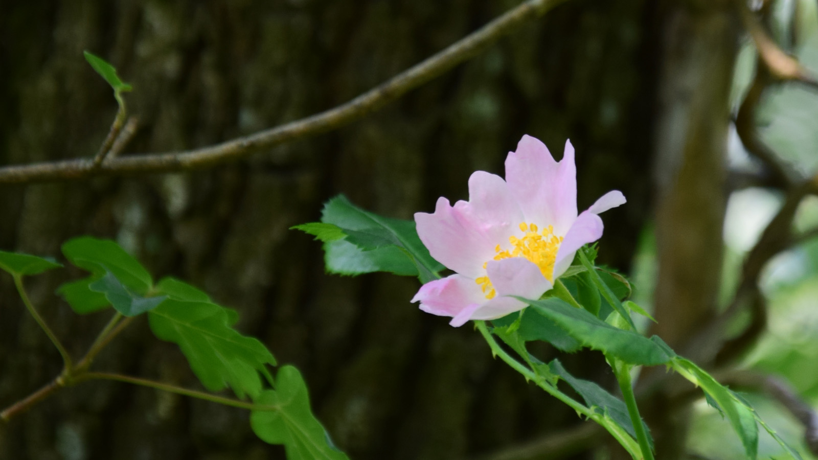 fruehsommer_heckenrose