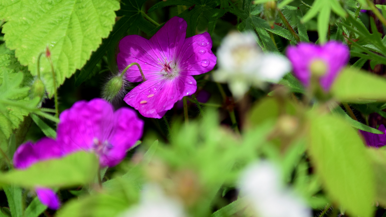 fruehsommer_lilabluete