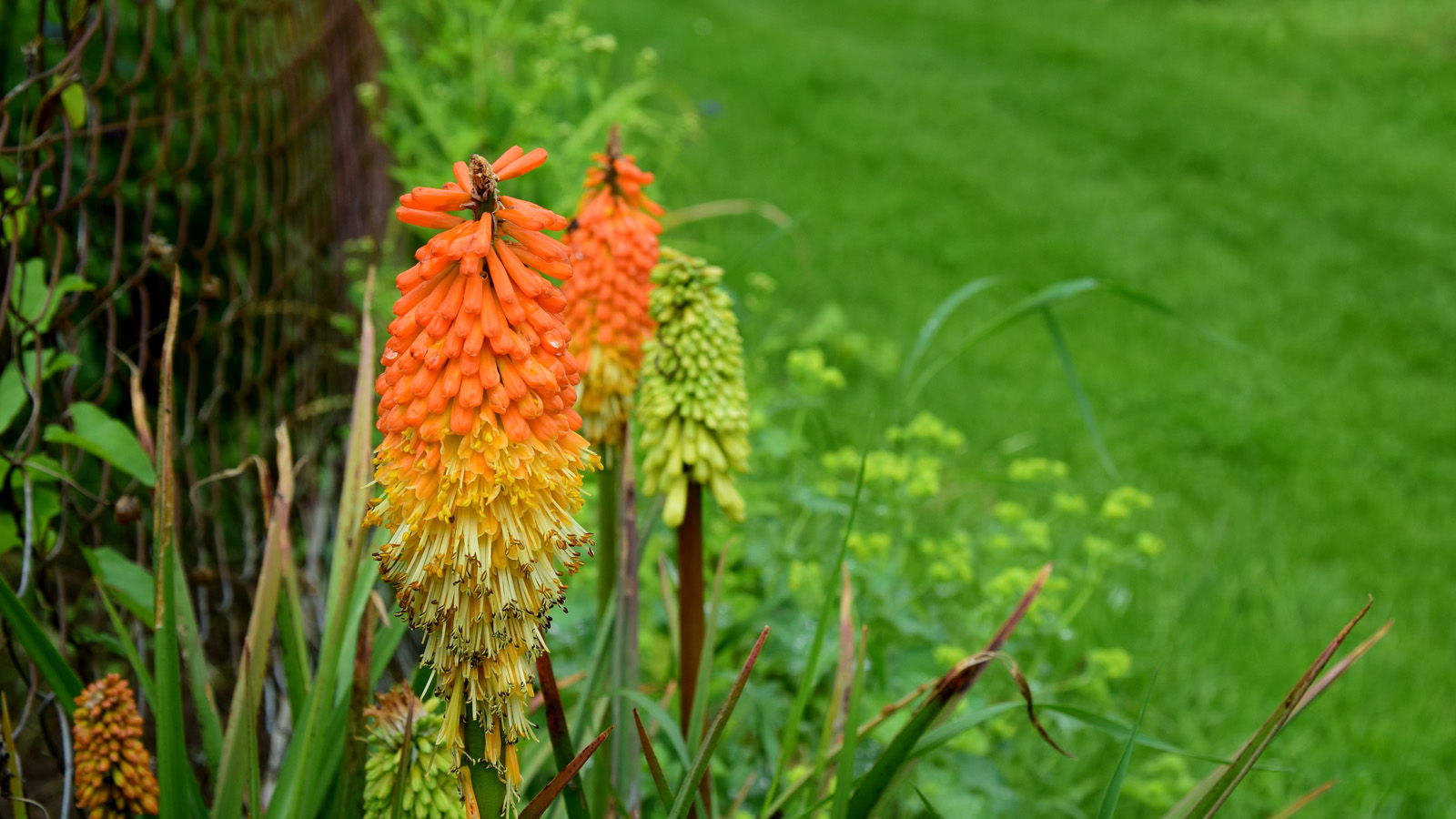 fruehsommer_orangebluete