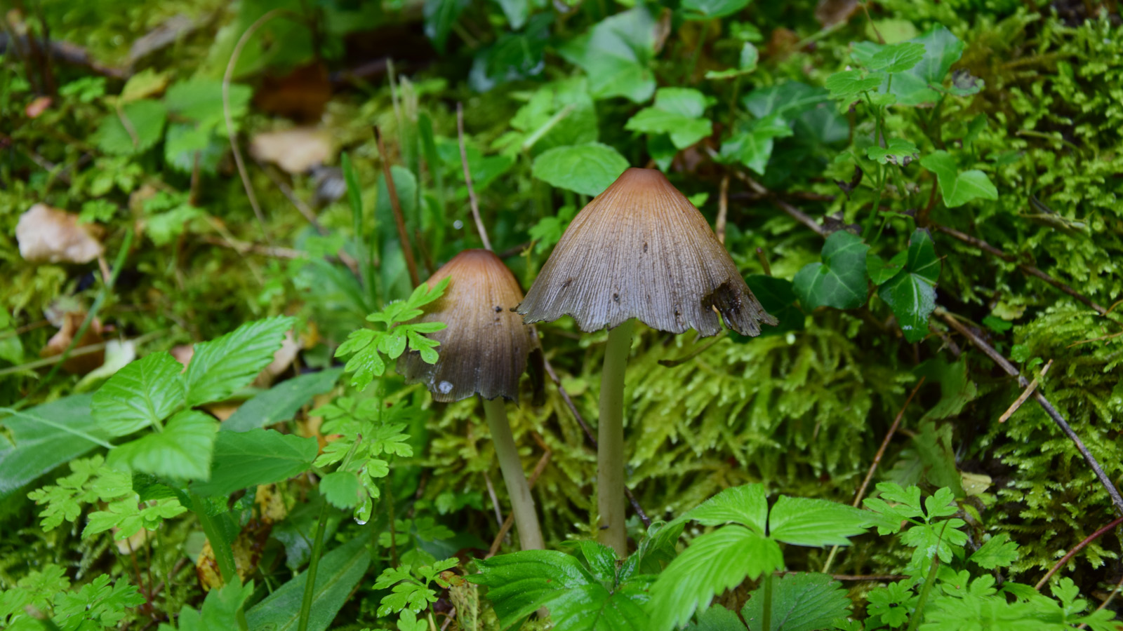 fruehsommer_pilze