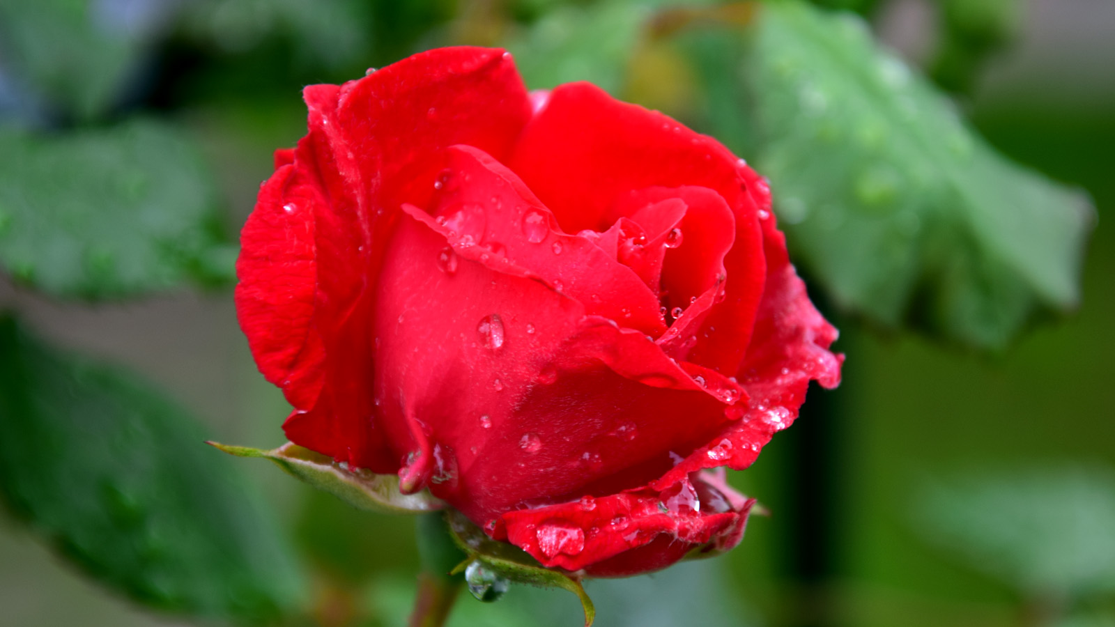 fruehsommer_rose2