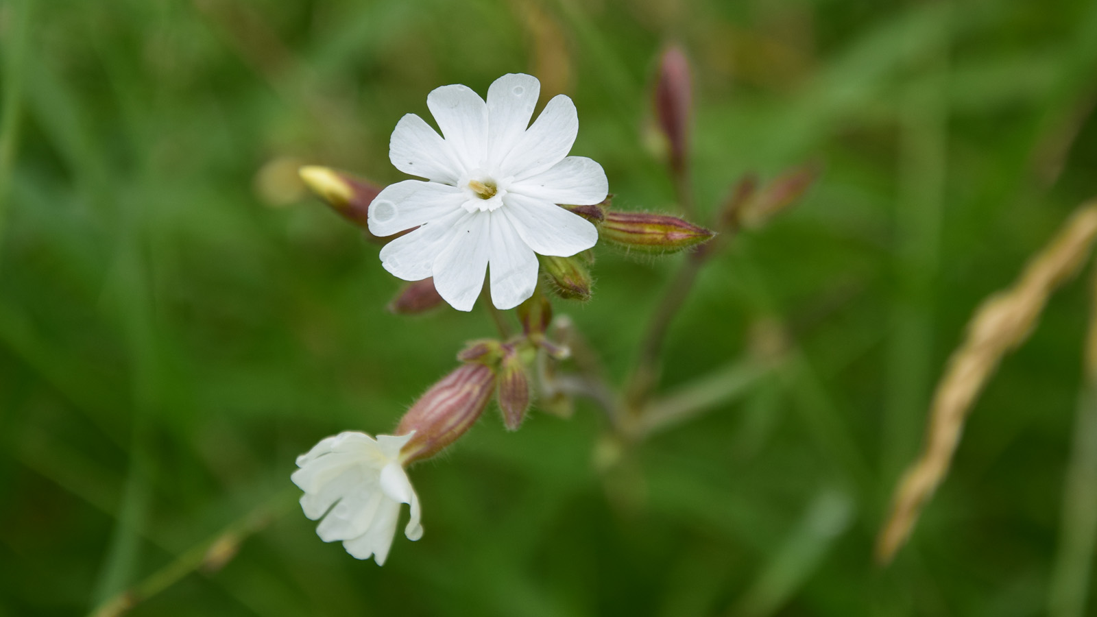 fruehsommer_weissebluete