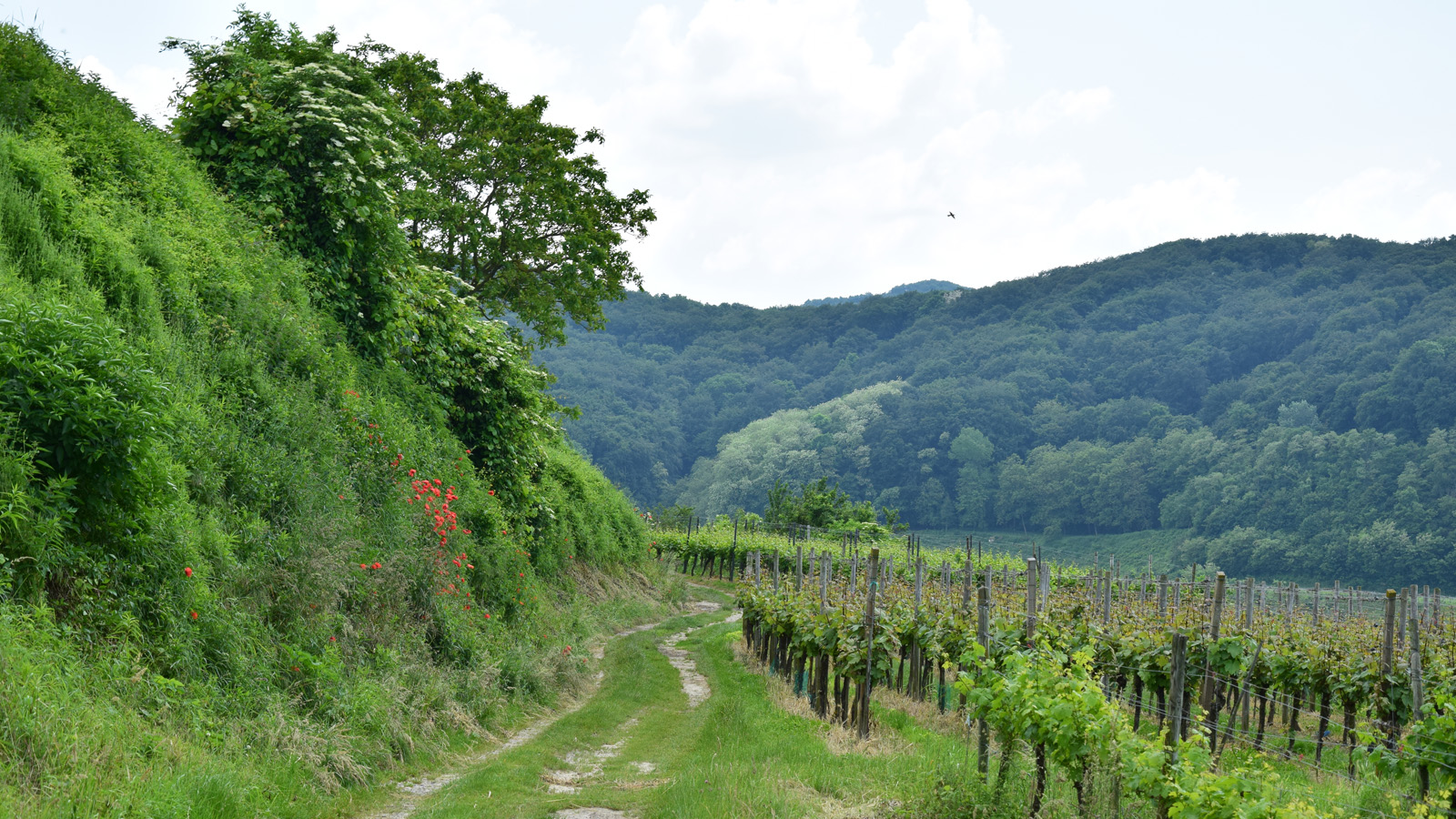 kaiserstuhl_kraeuterpfad