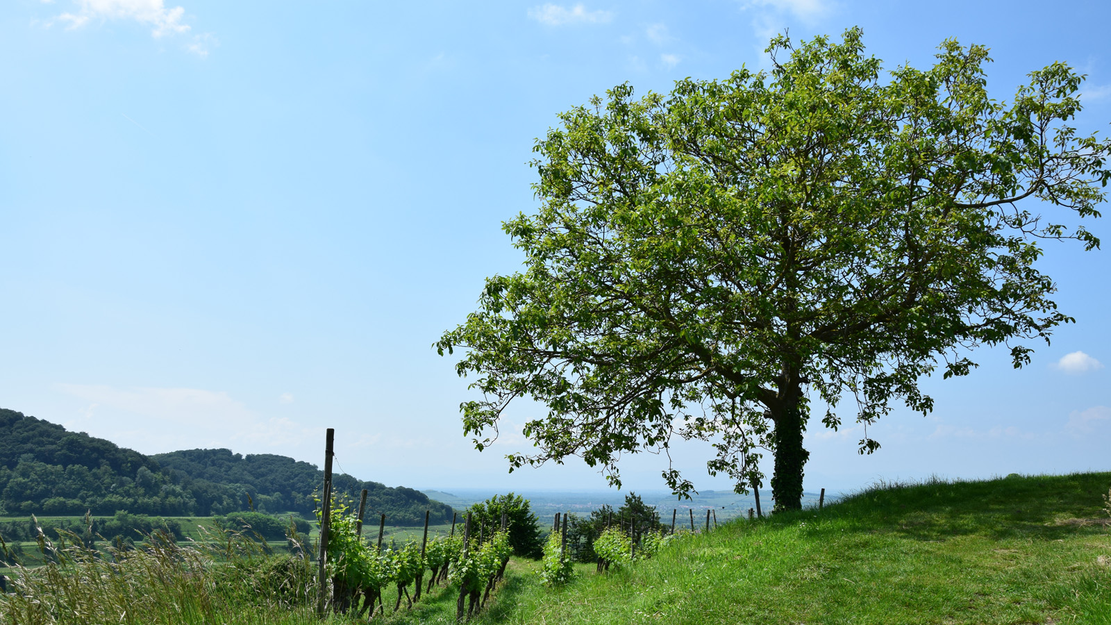 kaiserstuhl_kraeuterpfad4