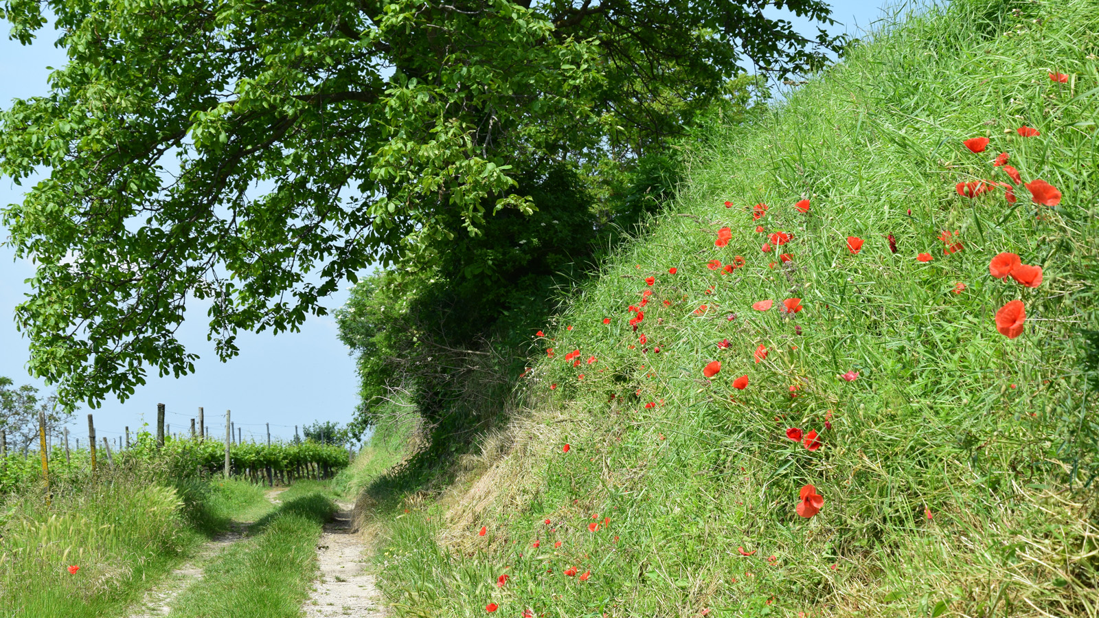kaiserstuhl_kraeuterpfad8