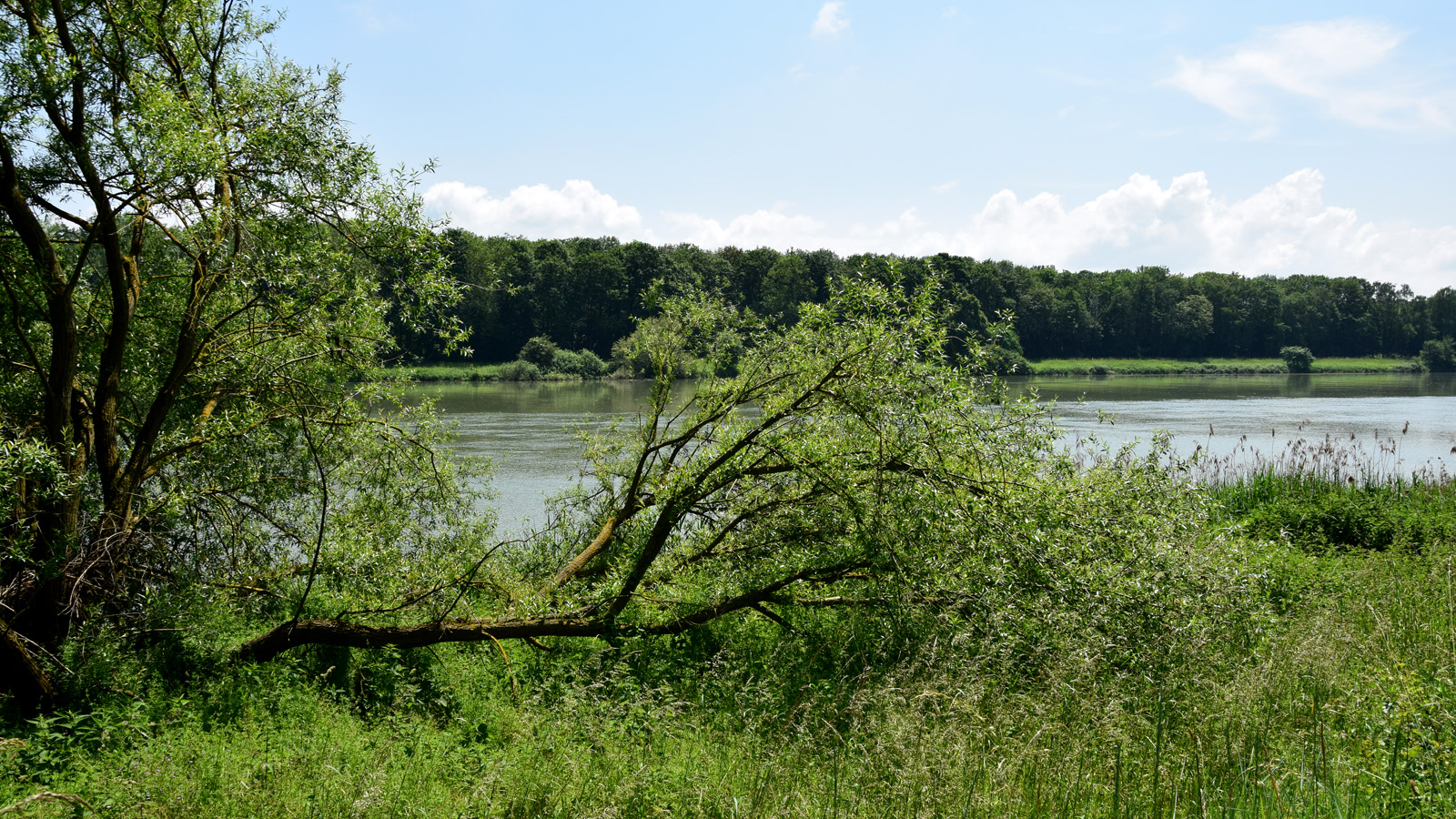 rhein_baum