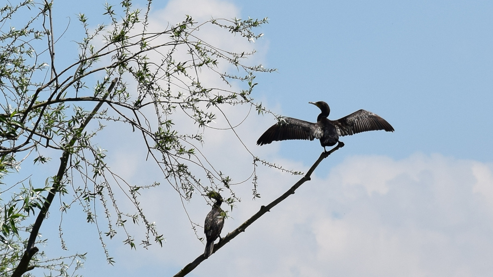 rhein_kormoran