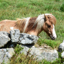 Dartmoor Pony