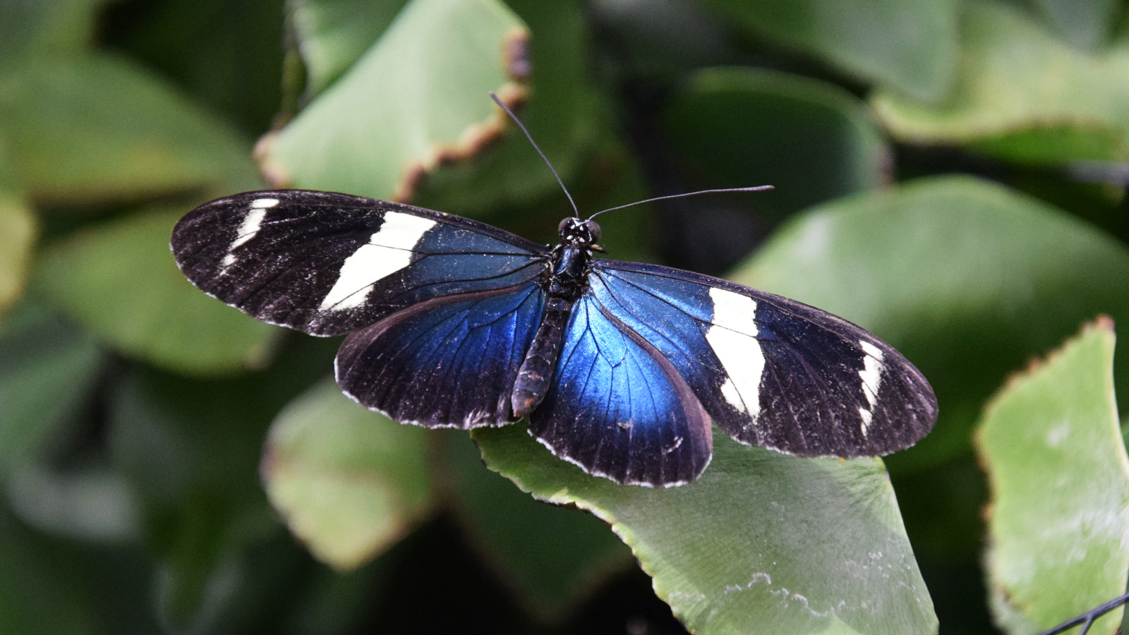 mainau_blauerschmetterling
