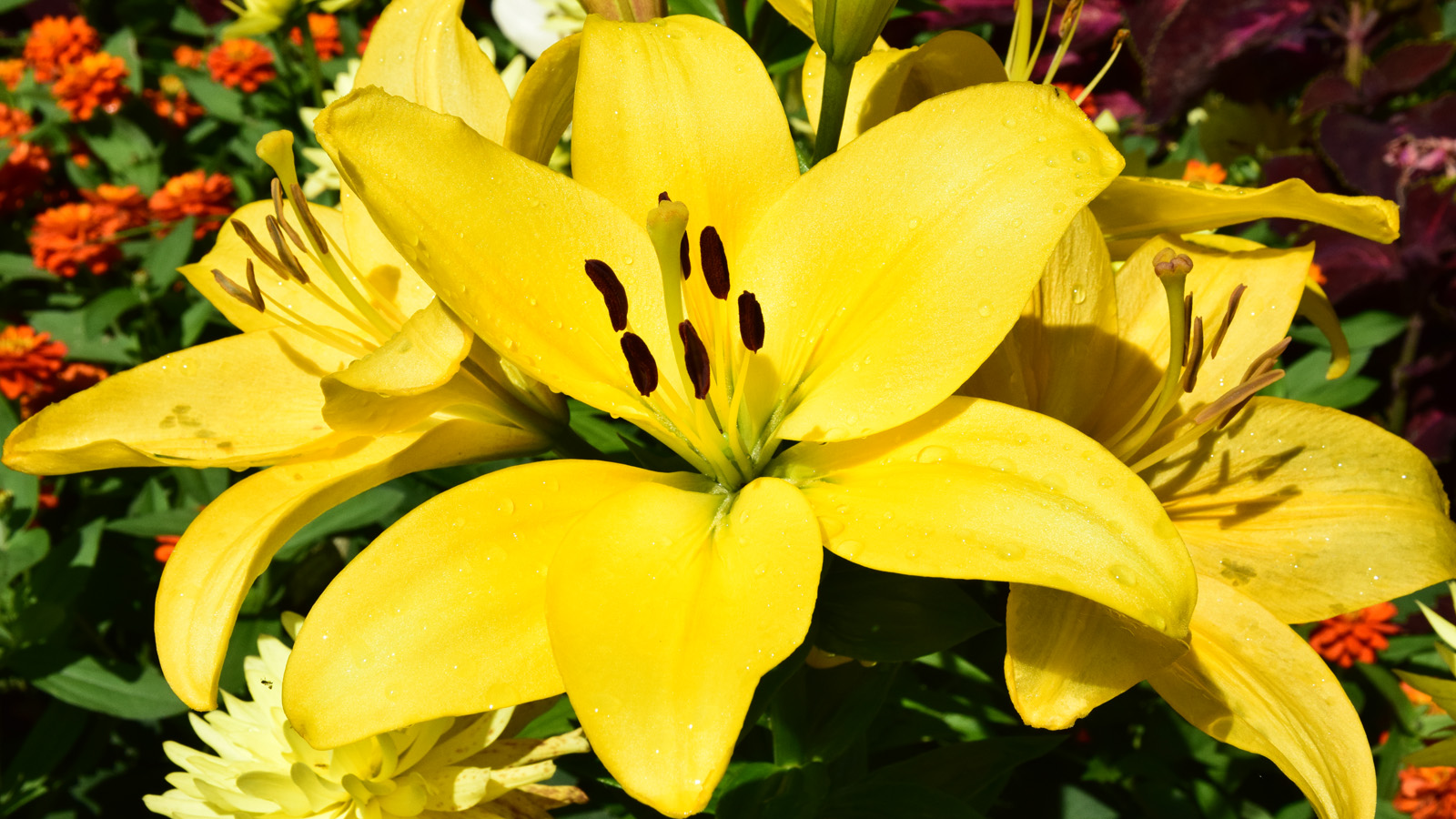 mainau_blume-gelb