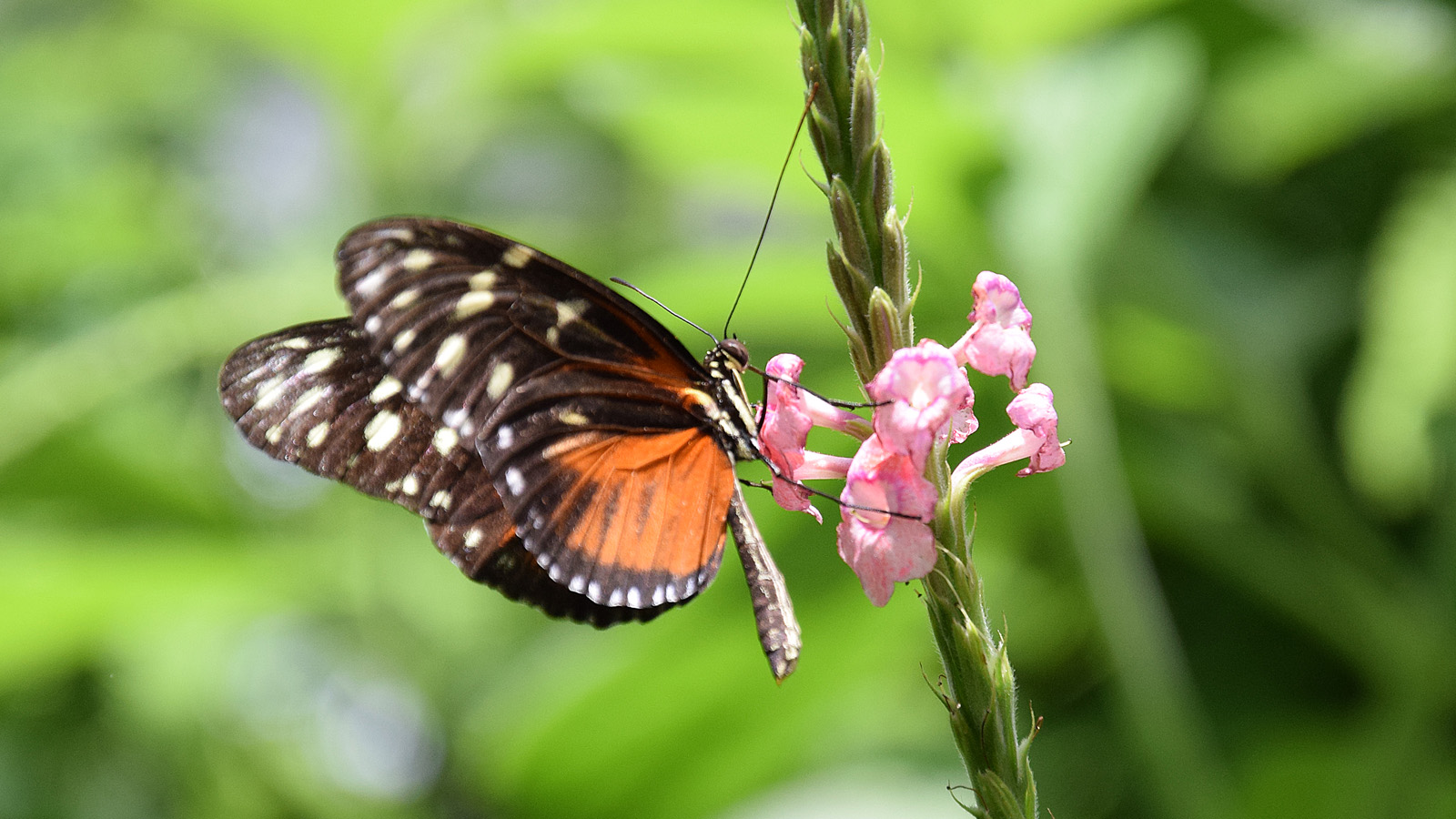 mainau_schmetterlingblume