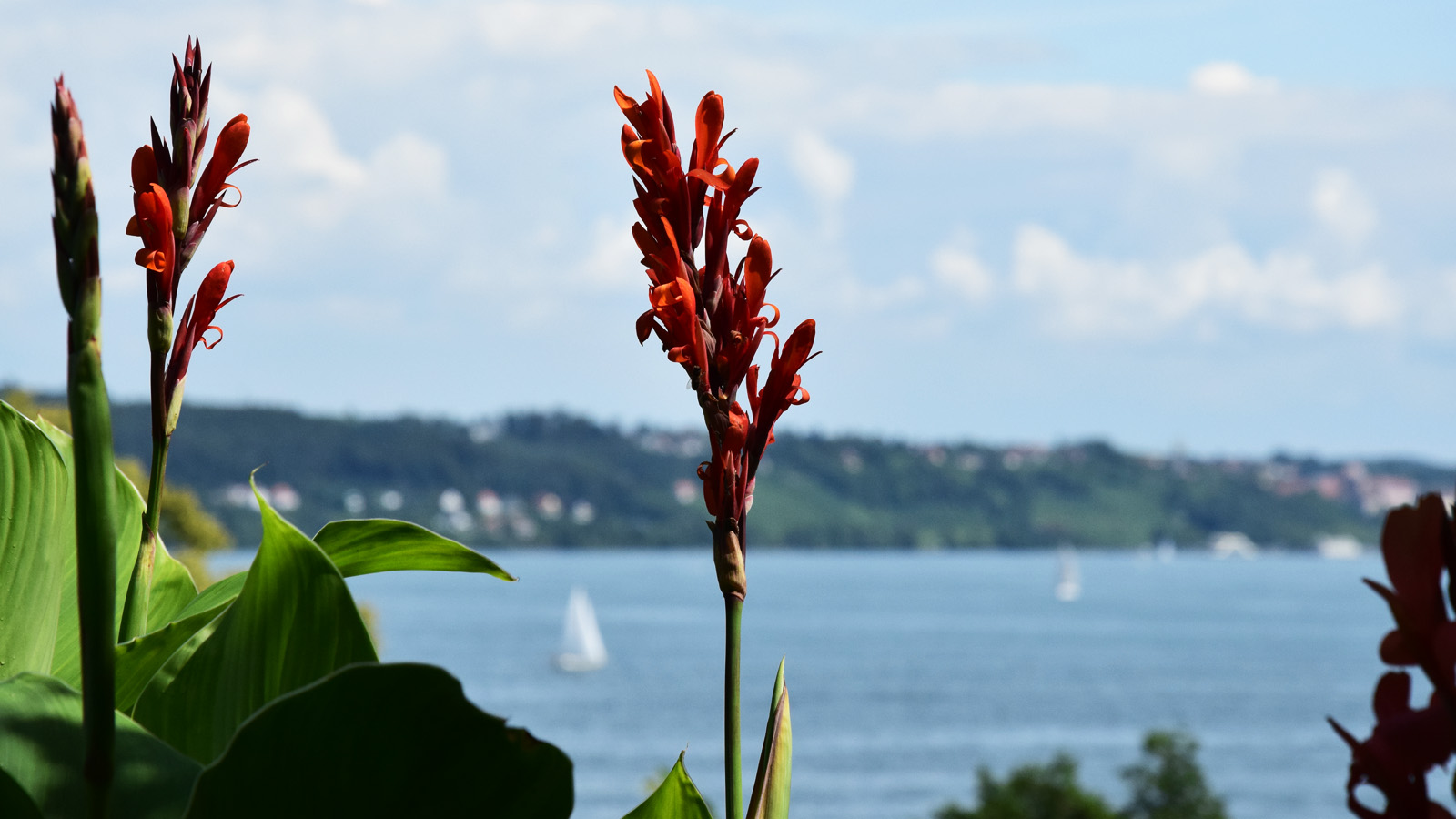 mainau_seeblickblume