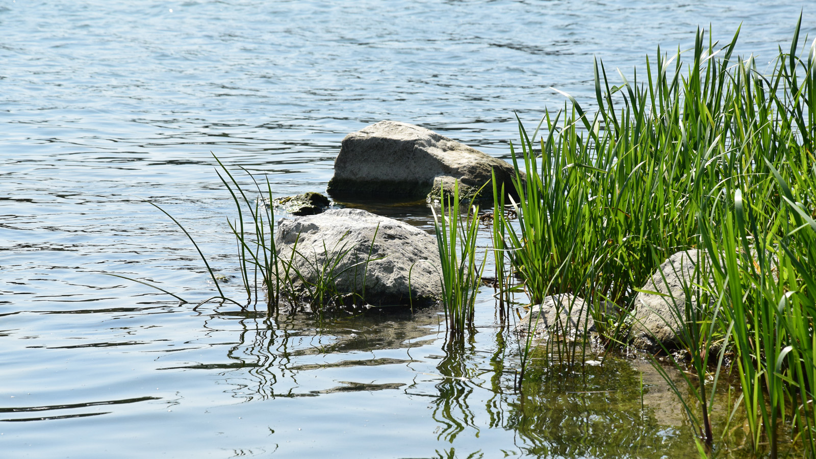 rhein_boeschung2