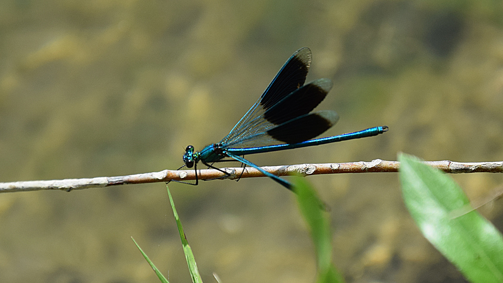 rhein_libelle3
