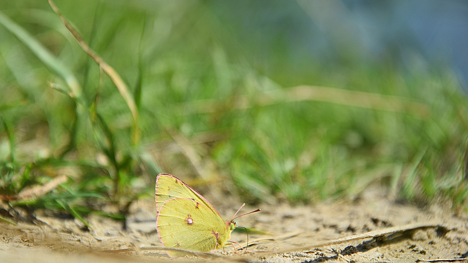 rhein_schmetterling