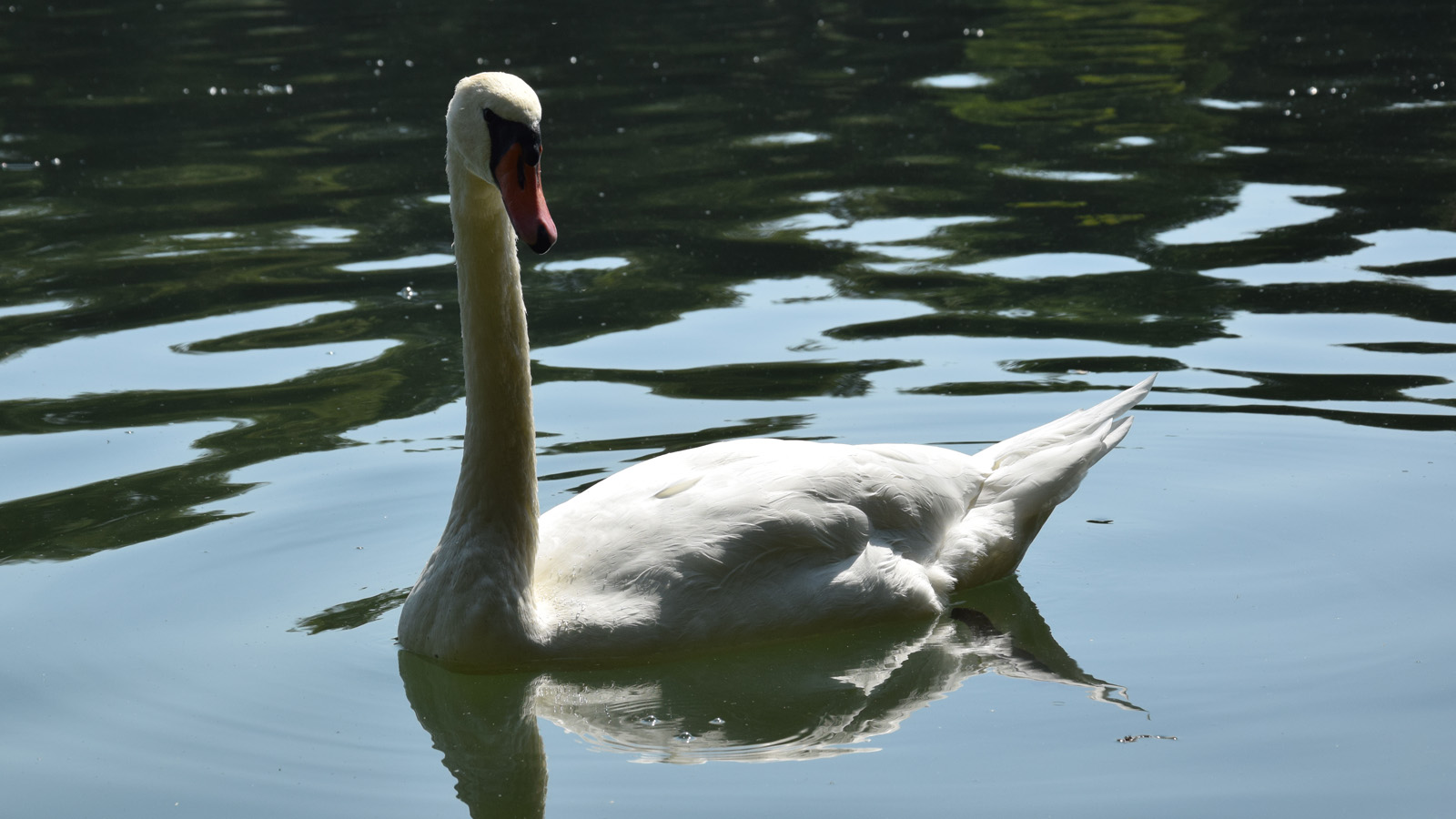 rhein_schwan3