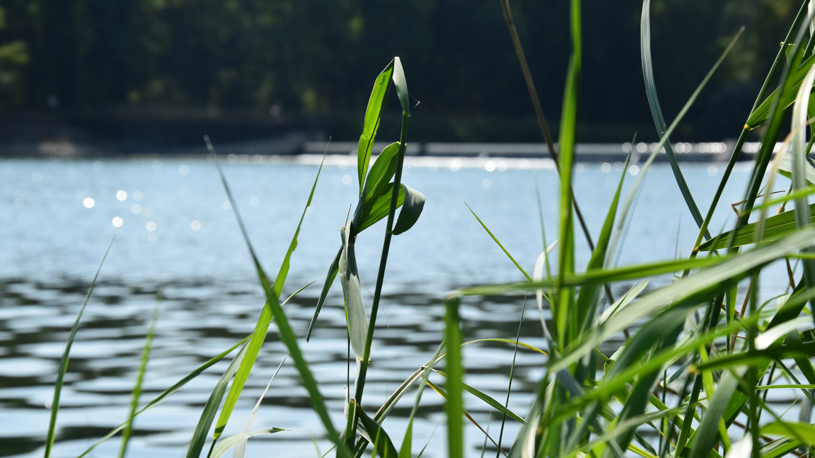 rhein_uferboeschung