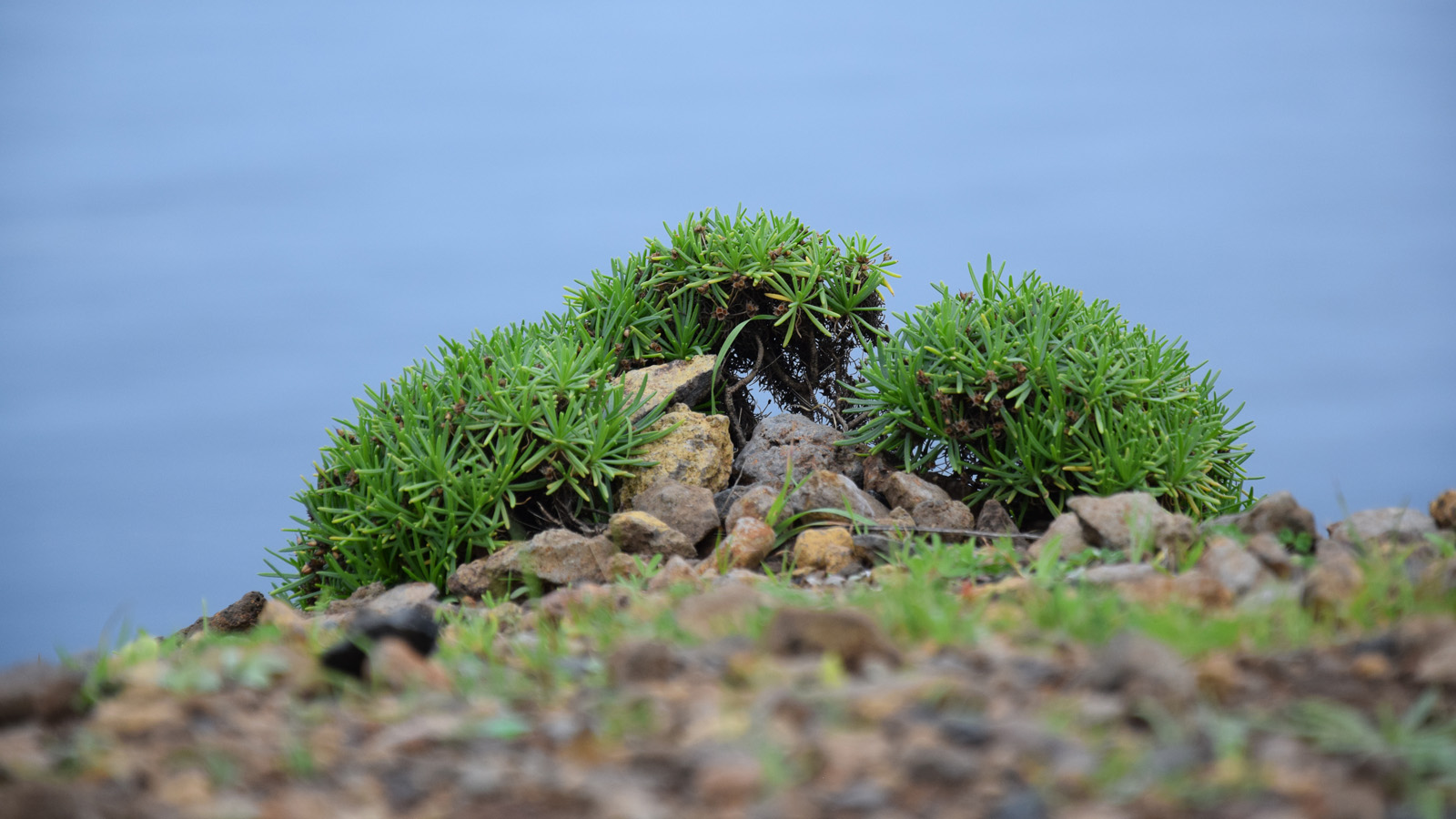 madeira_pflanze