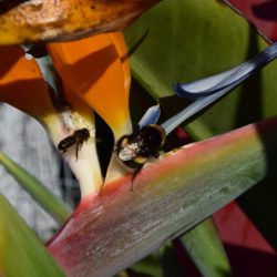 madeira_strilizie_biene