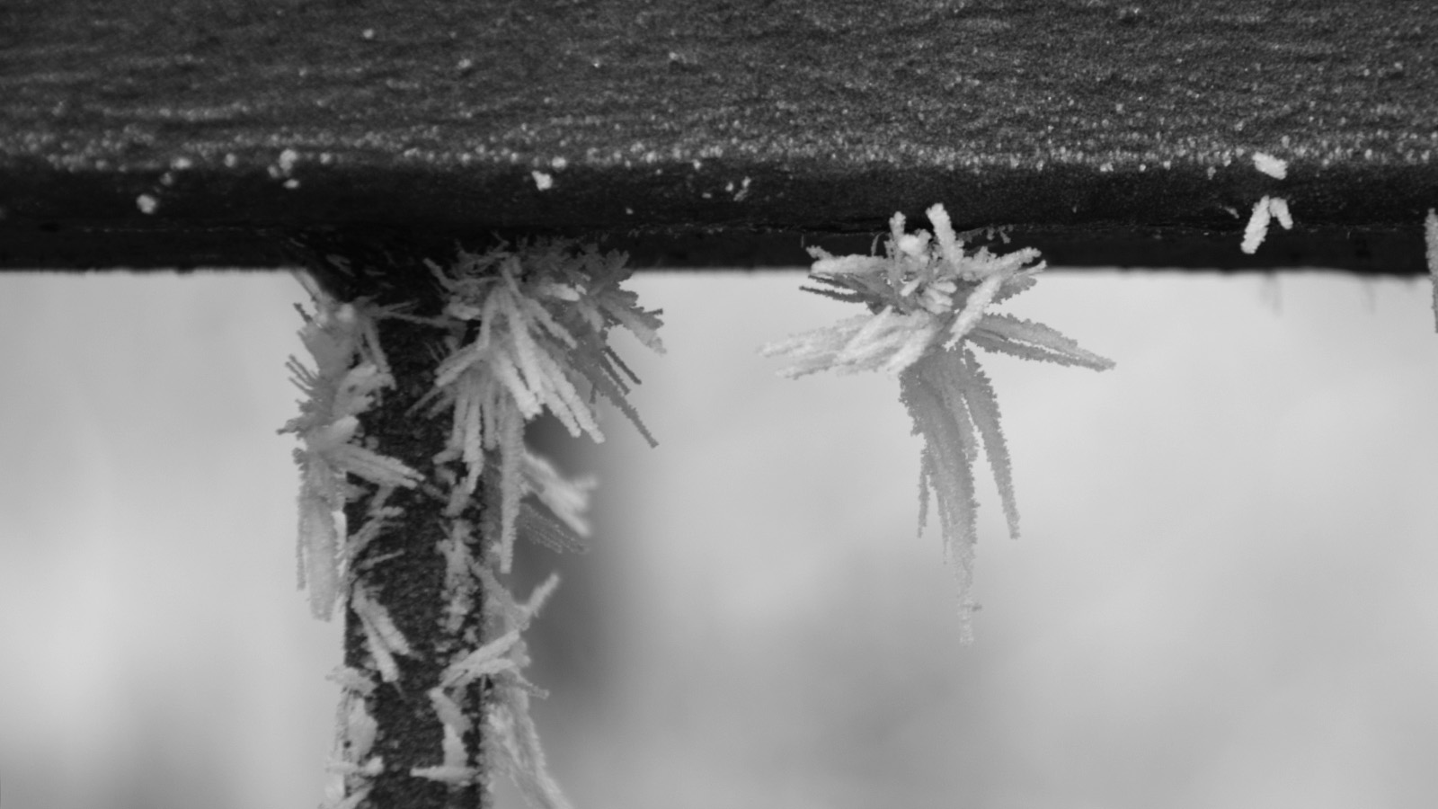 detailverliebt_zapfen