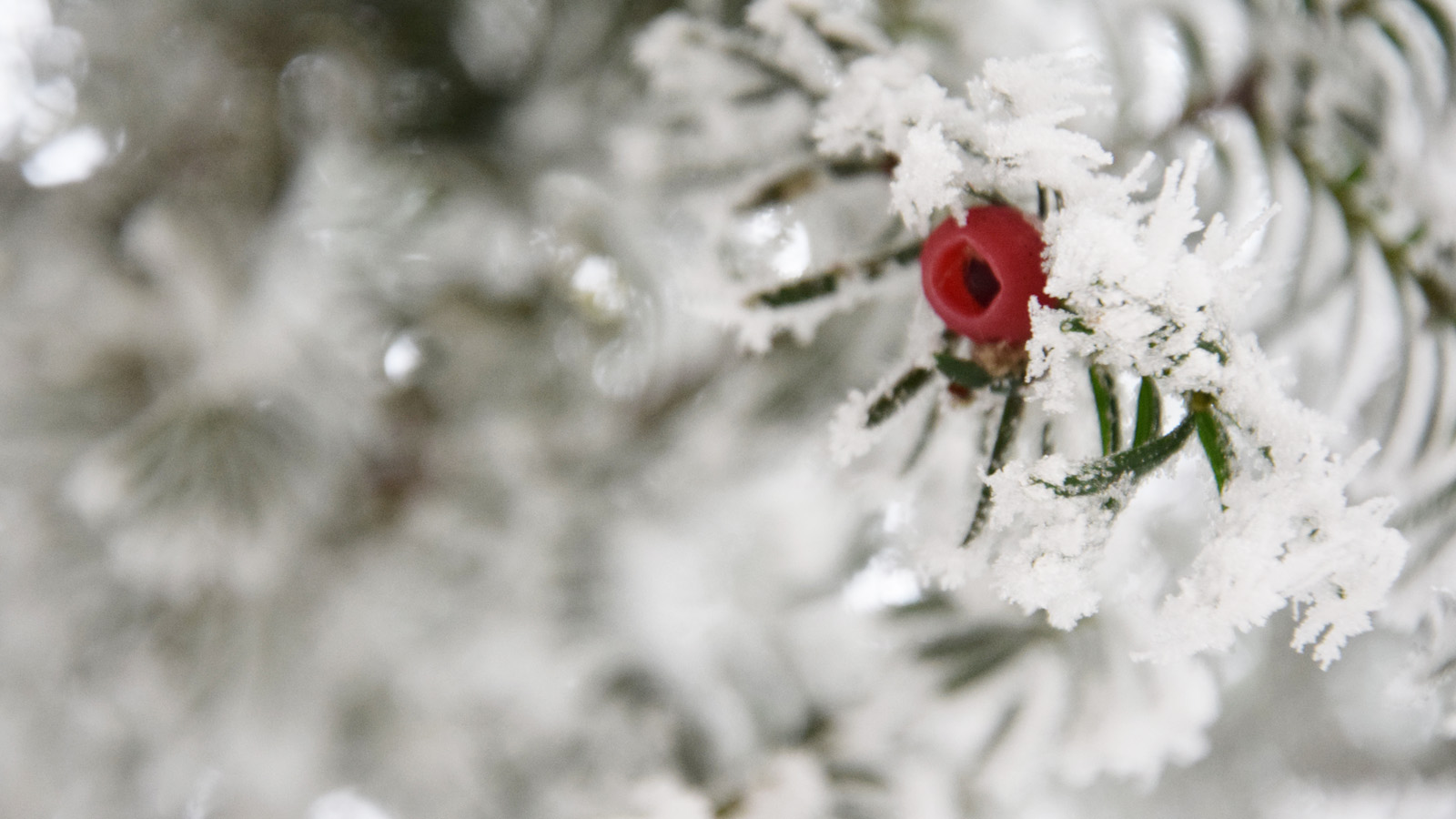 winter_eibe