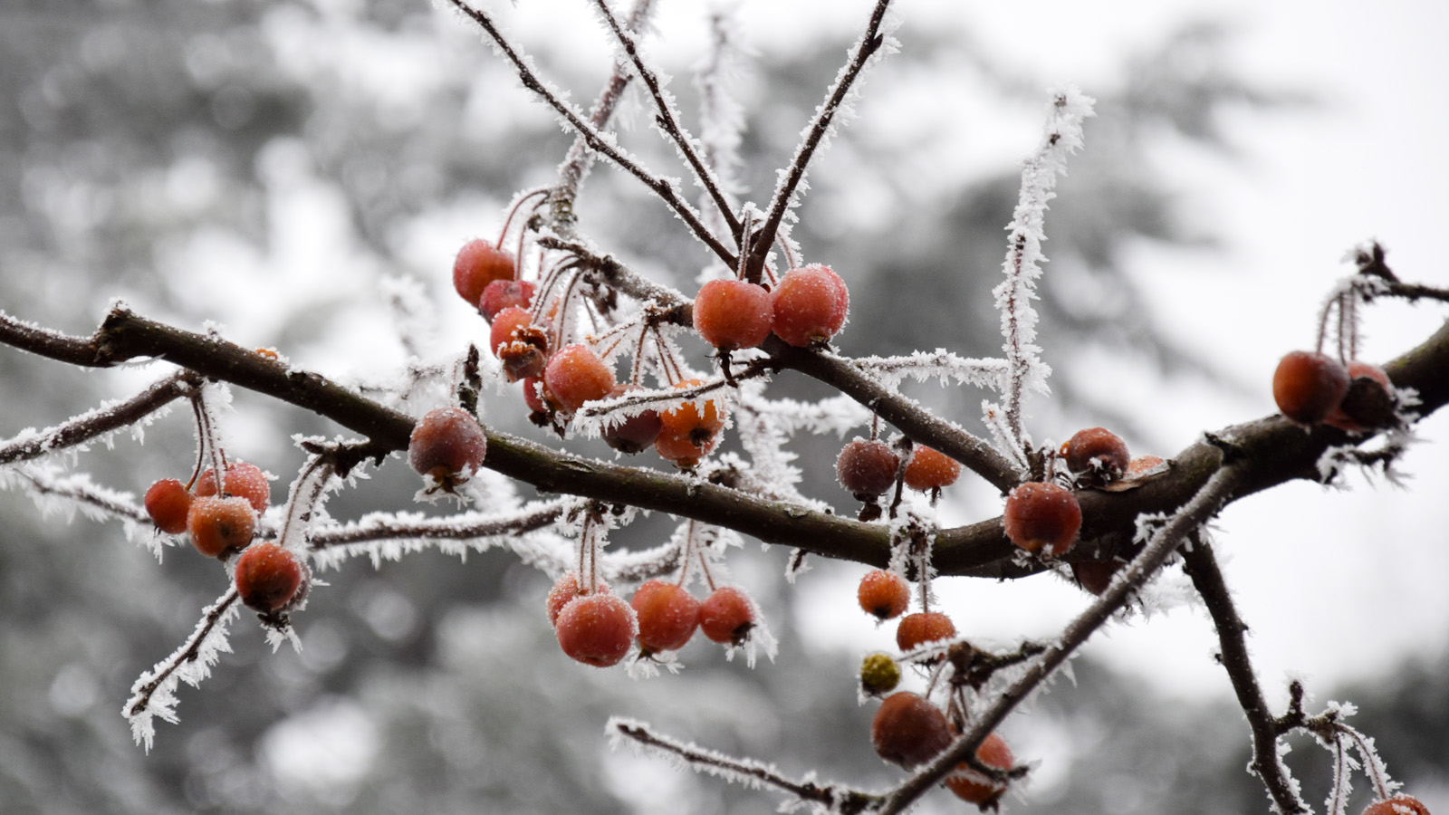 winter_zierapfel