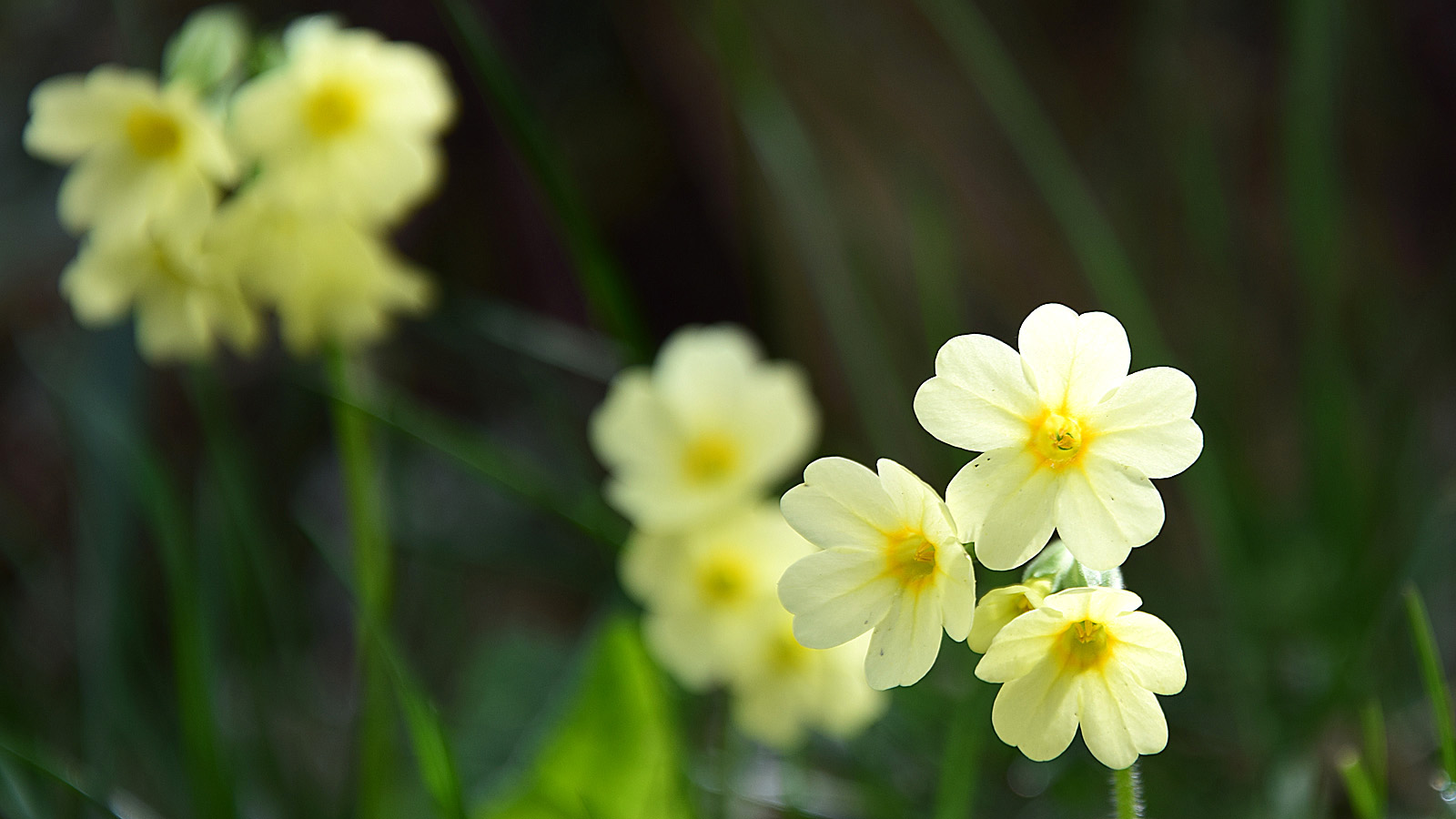 fruehling_gelbeblume