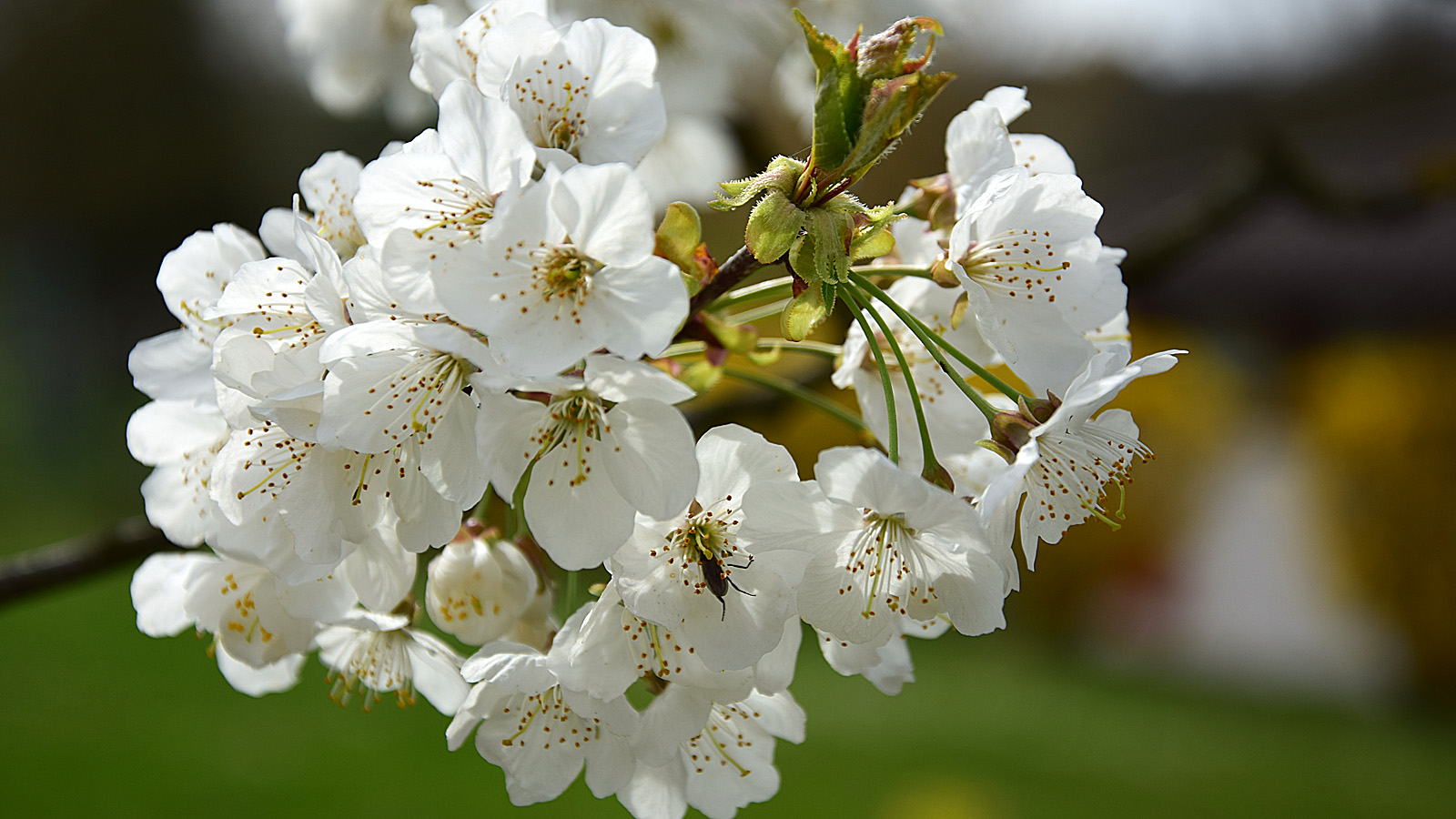 fruehling_kirschbaum