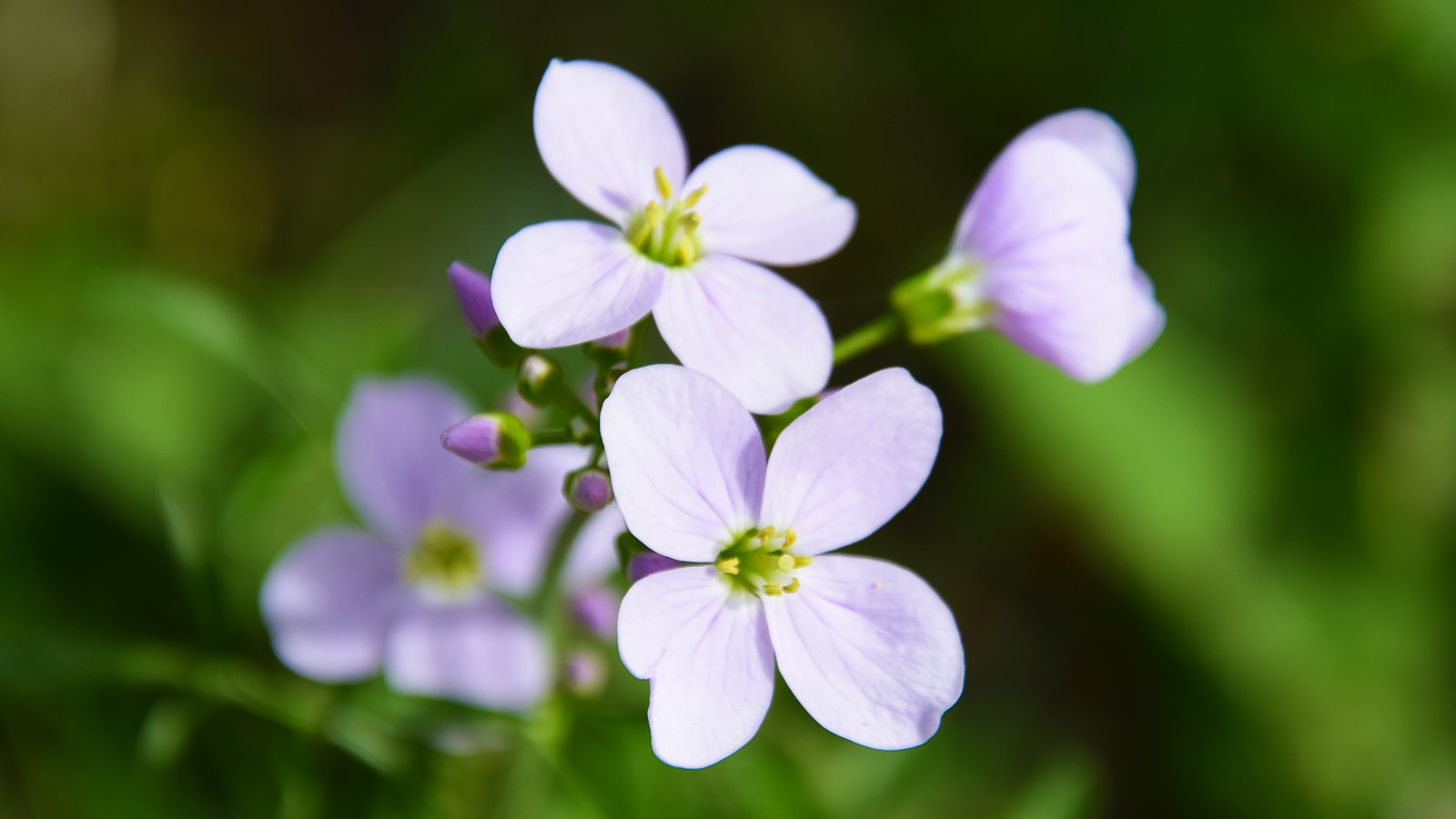 fruehling_lilablume