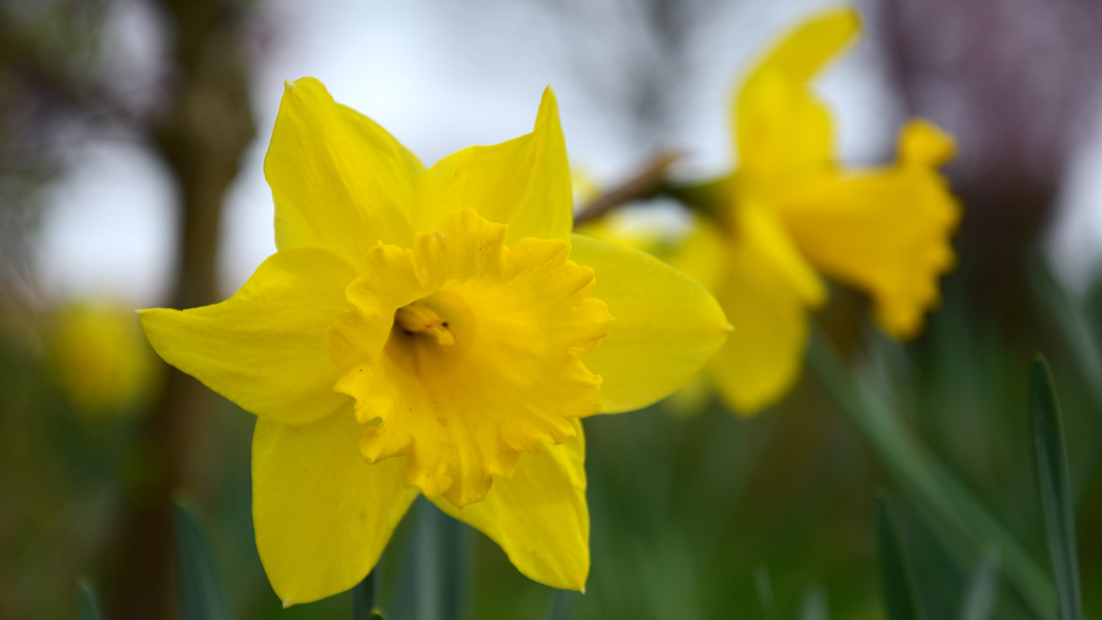 fruehling_narzisse