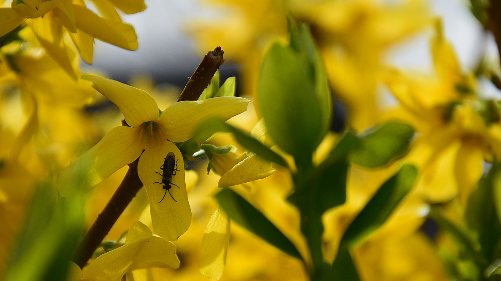 fruehling_phorsizie