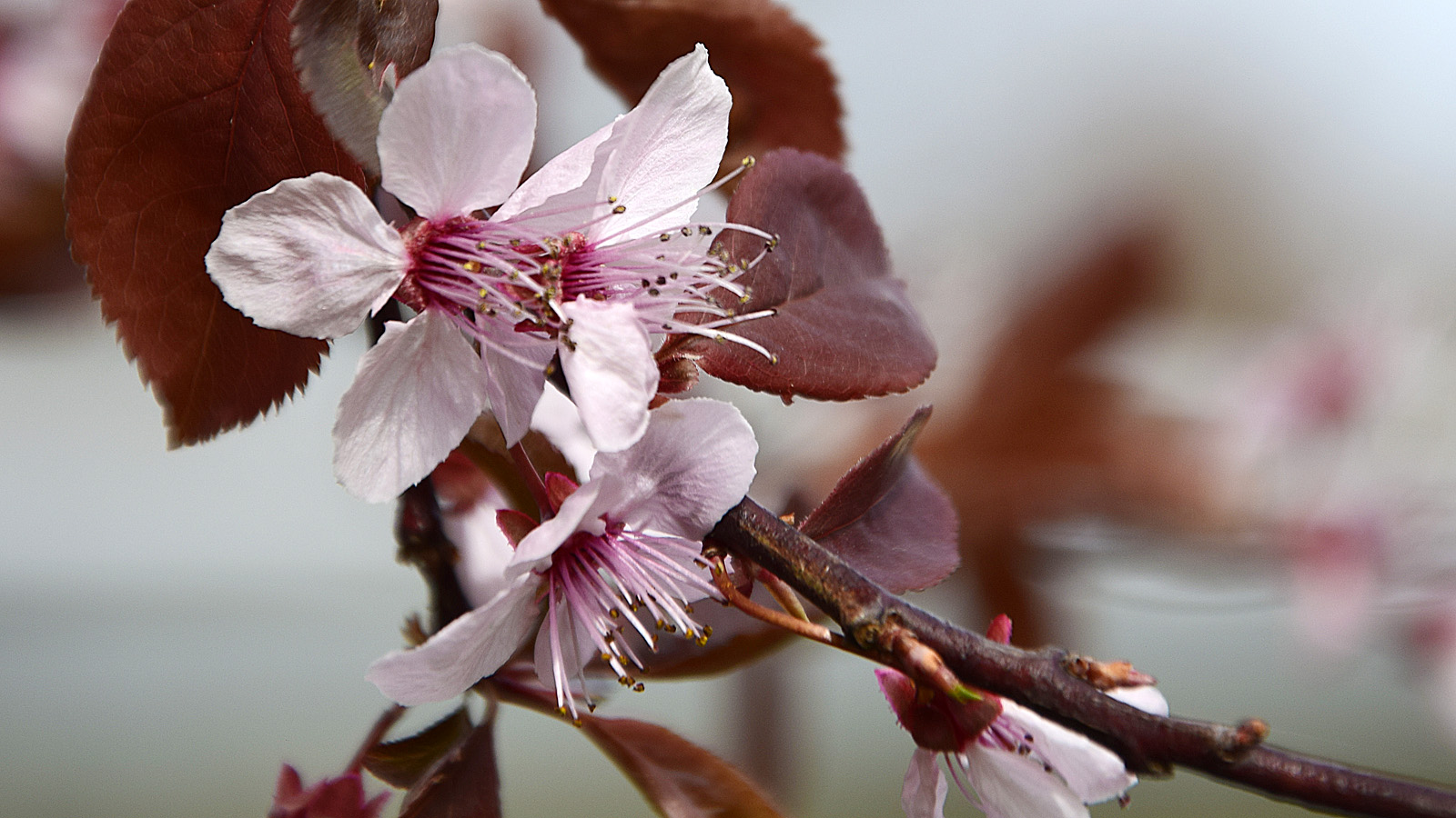 fruehling_zierkirsche