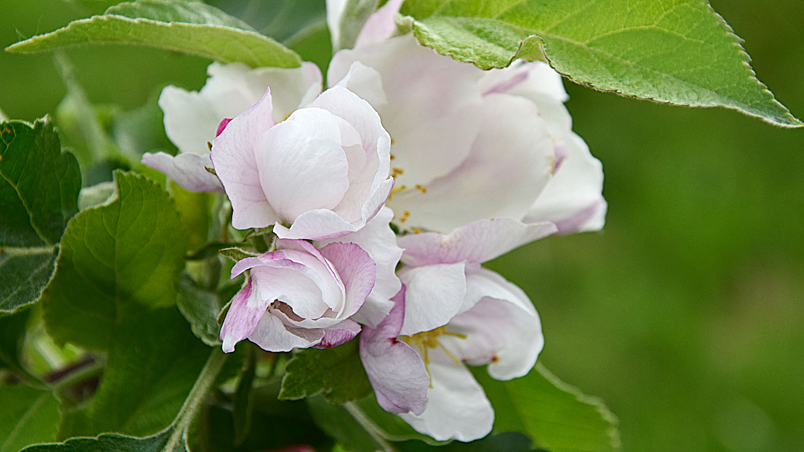 fruehling_apfelbluete