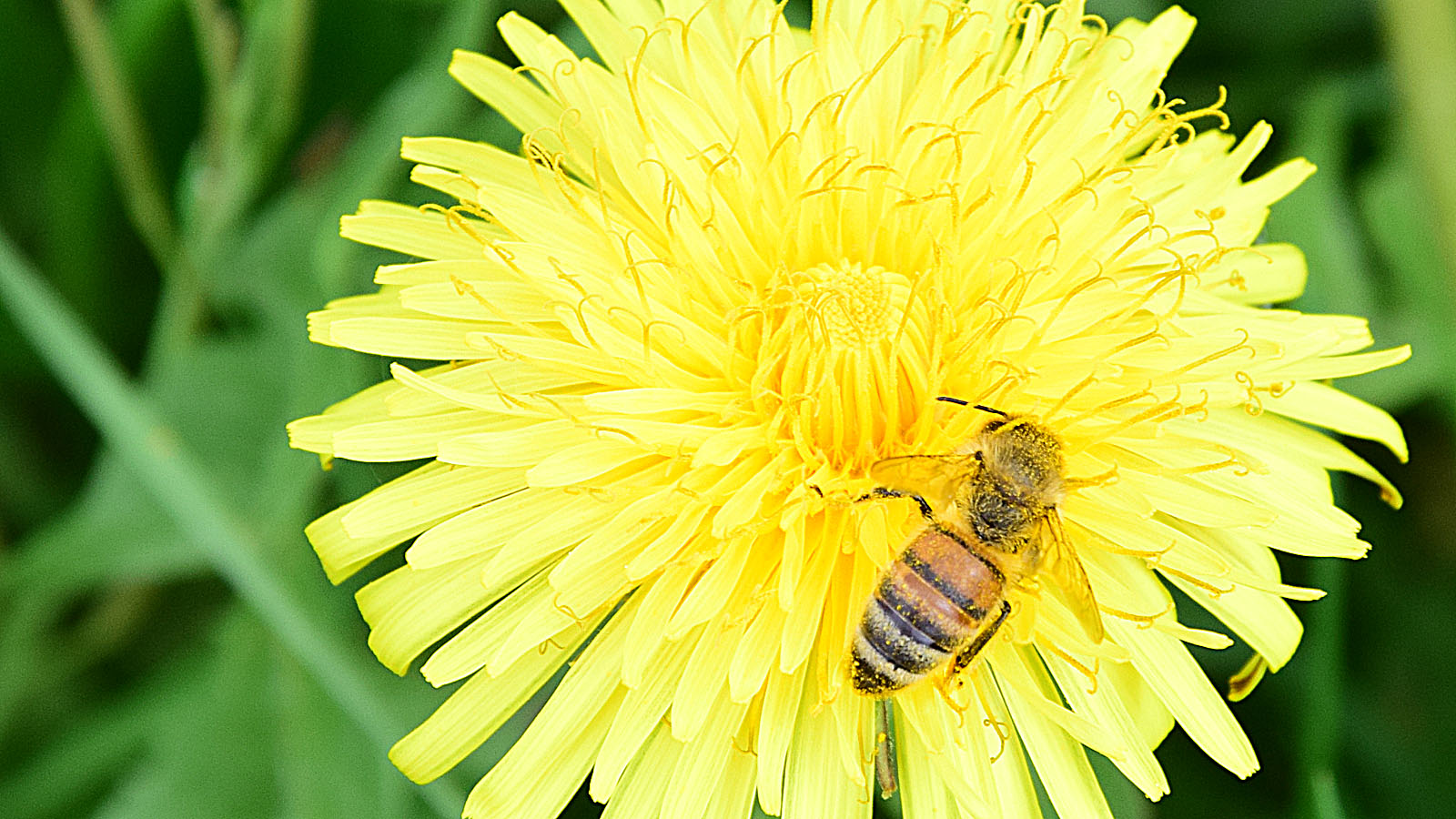 fruehling_biene