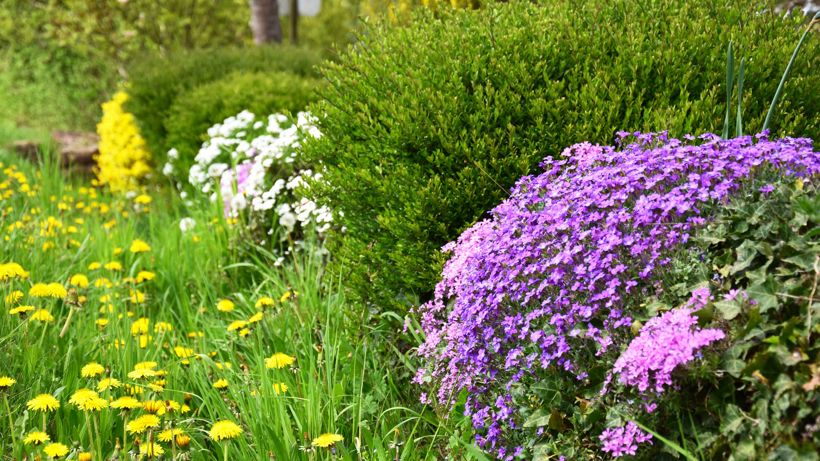 fruehling_blumenbeet