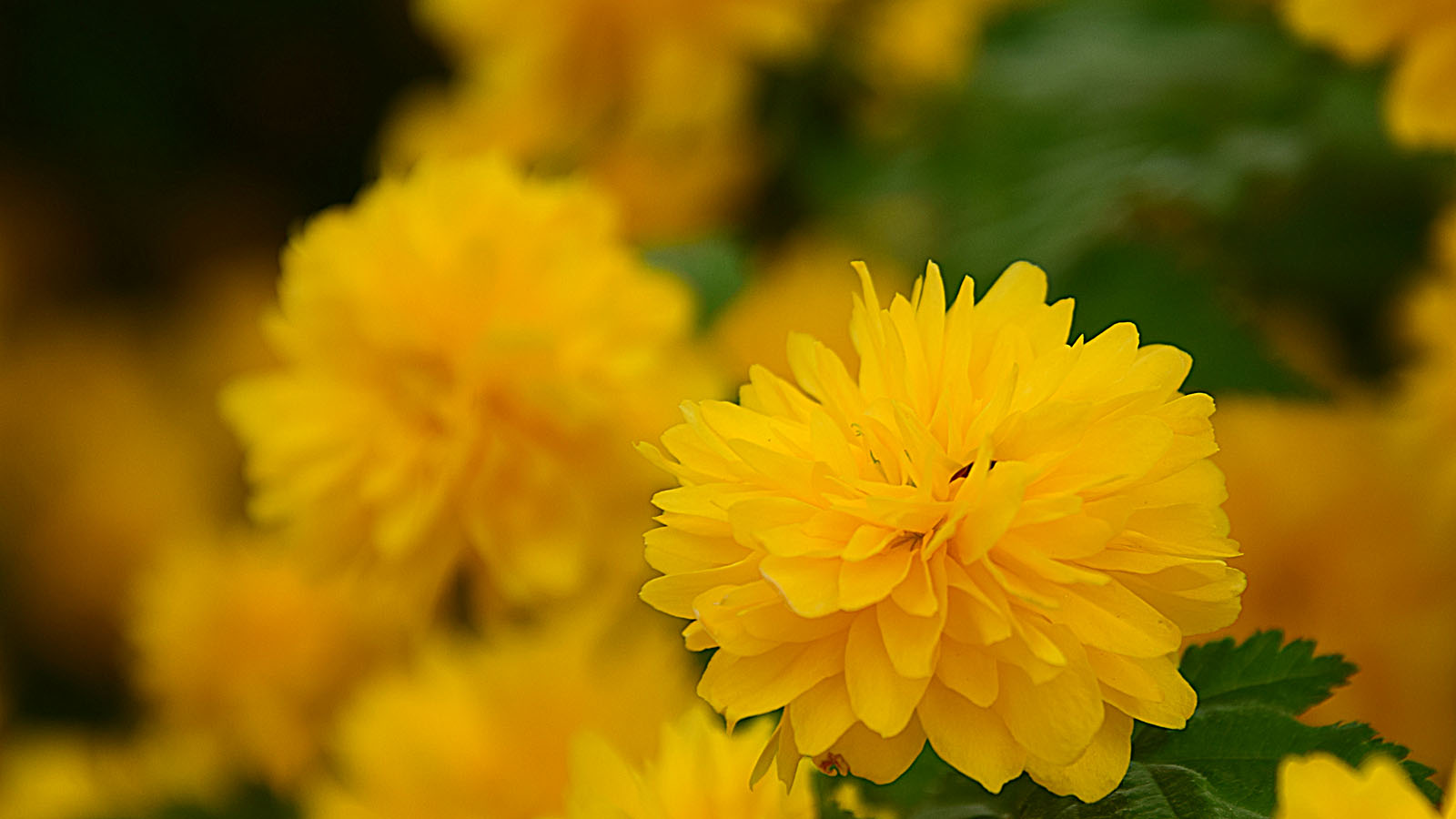 fruehling_gelbeblueten