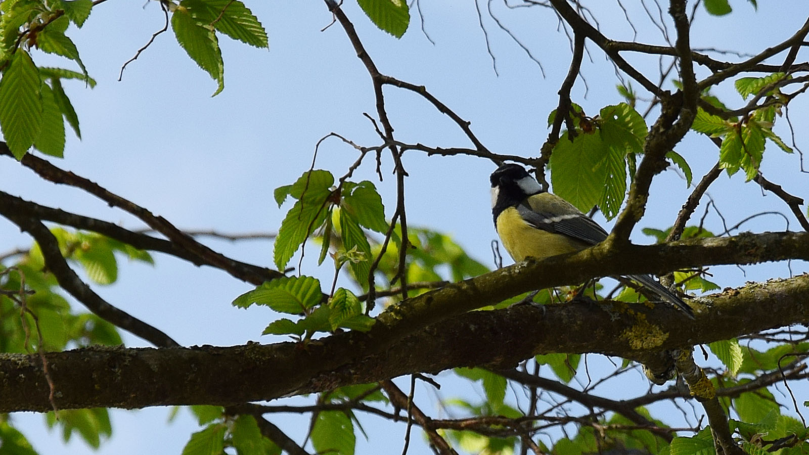 fruehling_vogel1