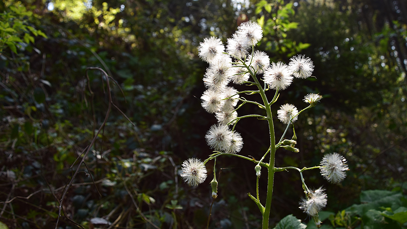 markgraeflerland_blume