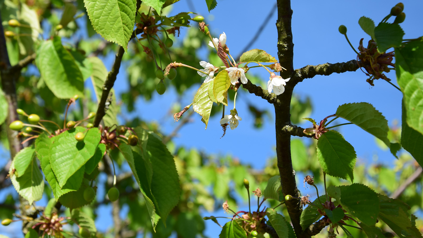 markgraeflerland_kirschen