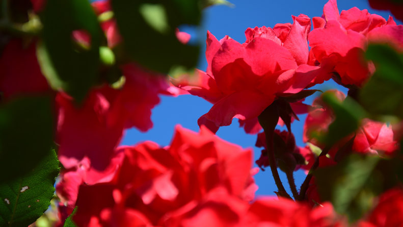 Rosen vor blauem Himmel