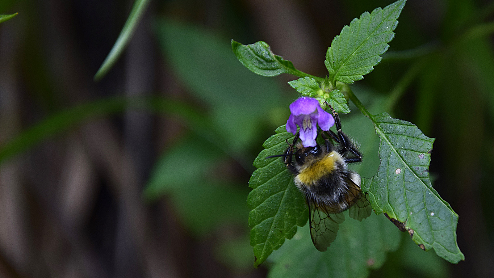 sommer_hummel