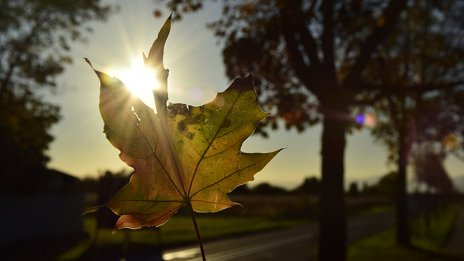 herbst_blatt