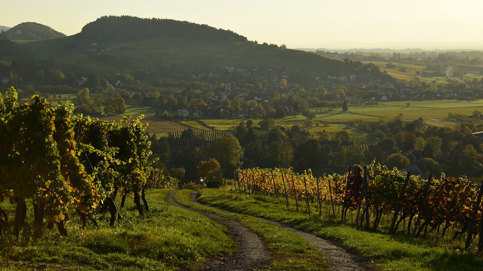 herbst_grunernblick