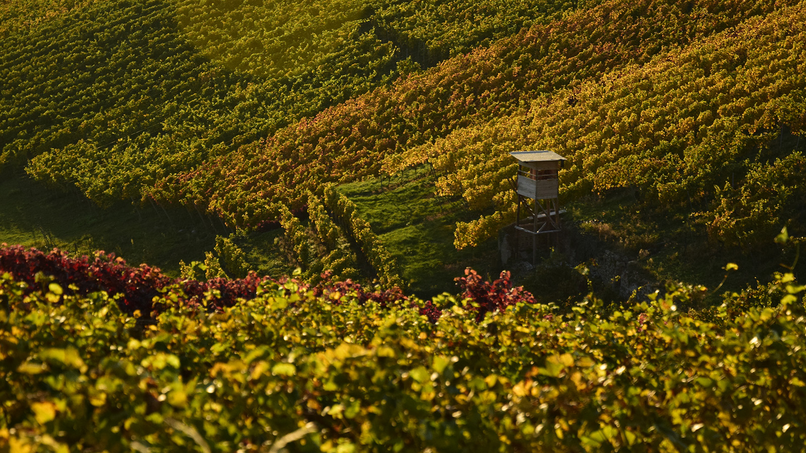 herbst_hochsitz